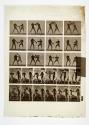 [Plate 334: negative for Animal Locomotion collotype]
