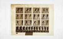 [Plate 335: negative for Animal Locomotion collotype]