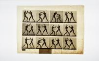 [Plate 336: negative for Animal Locomotion collotype]