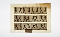 [Plate 338: negative for Animal Locomotion collotype]
