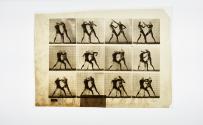 Plate 340: negative for Animal Locomotion collotype]