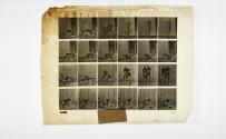 [Plate 346: negative for Animal Locomotion collotype]