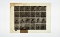 [Plate 348: negative for Animal Locomotion collotype]