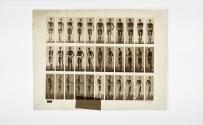 [Plate 351: negative for Animal Locomotion collotype]