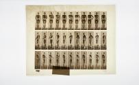 [Plate 352: negative for Animal Locomotion collotype]