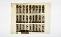 [Plate 353: negative for Animal Locomotion collotype]