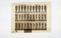 [Plate 354: negative for Animal Locomotion collotype]