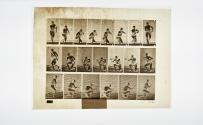 [Plate 356: negative for Animal Locomotion collotype]