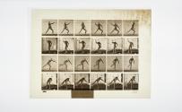 [Plate 360: negative for Animal Locomotion collotype]