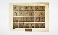 [Plate 361: negative for Animal Locomotion collotype]