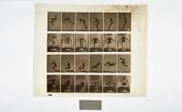 [Plate 363: negative for Animal Locomotion collotype]
