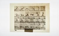 [Plate 364: negative for Animal Locomotion collotype]