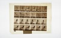 [Plate 370: negative for Animal Locomotion collotype]