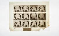 [Plate 374: negative for Animal Locomotion collotype]