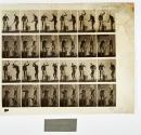 [Plate 377: negative for Animal Locomotion collotype]