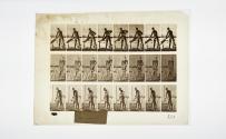 [Plate 380: negative for Animal Locomotion collotype]
