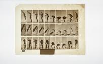 [Plate 382: negative for Animal Locomotion collotype]