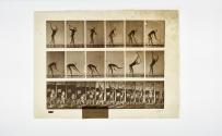 [Plate 385: negative for Animal Locomotion collotype]