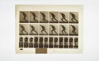 [Plate 392: negative for Animal Locomotion collotype]