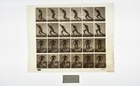 [Plate 393: negative for Animal Locomotion collotype]