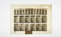 [Plate 394: negative for Animal Locomotion collotype]