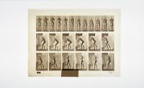 [Plate 395: negative for Animal Locomotion collotype]
