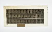 [Plate 301: negative for Animal Locomotion collotype]