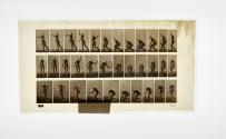 [Plate 303: negative for Animal Locomotion collotype]