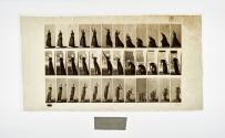 [Plate 305: negative for Animal Locomotion collotype]