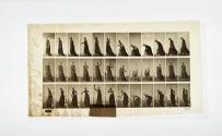 [Plate 306: negative for Animal Locomotion collotype]