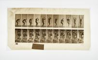 [Plate 308: negative for Animal Locomotion collotype]