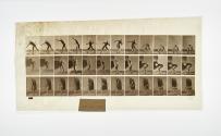 [Plate 310: negative for Animal Locomotion collotype]