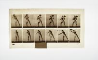 [Plate 311: negative for Animal Locomotion collotype]