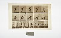 [Plate 313: negative for Animal Locomotion collotype]