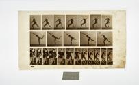 [Plate 316: negative for Animal Locomotion collotype]