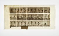 [Plate 317: negative for Animal Locomotion collotype]