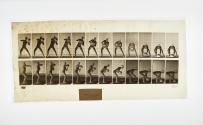 [Plate 318: negative for Animal Locomotion collotype]