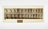 [Plate 319: negative for Animal Locomotion collotype]