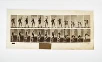 [Plate 320: negative for Animal Locomotion collotype]