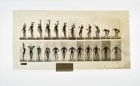[Plate 321: negative for Animal Locomotion collotype]