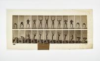 [Plate 323: negative for Animal Locomotion collotype]