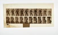 [Plate 324: negative for Animal Locomotion collotype]