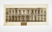 [Plate 325: negative for Animal Locomotion collotype]