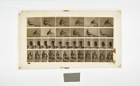 [Plate 327: negative for Animal Locomotion collotype]