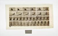 [Plate 328: negative for Animal Locomotion collotype]