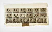 [Plate 329: negative for Animal Locomotion collotype]