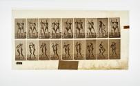 [Plate 337: negative for Animal Locomotion collotype]