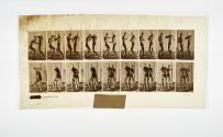 [Plate 339: negative for Animal Locomotion collotype]