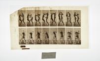 [Plate 341: negative for Animal Locomotion collotype]