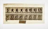 [Plate 342: negative for Animal Locomotion collotype]